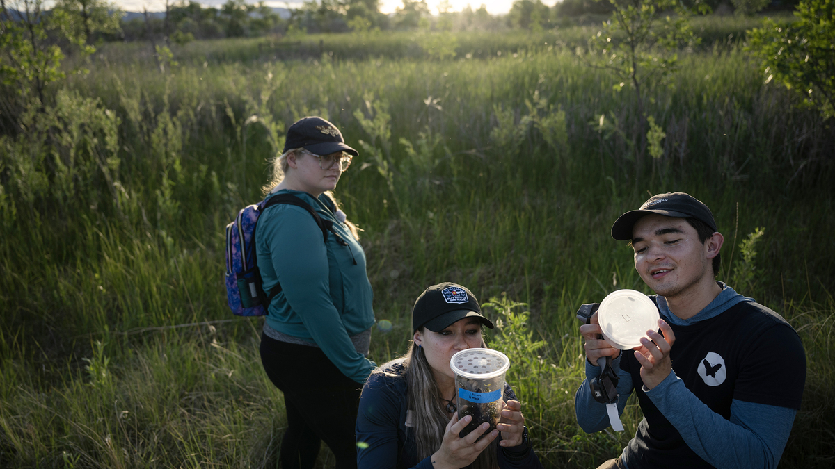 From left, zookeeper Kelsey Stone, animal wellbeing coordinator and the head of firefly husbandry research, Maloney Dodson and entomology tech Alex Han, all with the Butterfly Pavilion, asses the sex of fireflies caught on Wednesday, June 10, 2026, at Riverbend Ponds Natural Area in Fort Collins, Colorado. (Timothy Hurst/The Denver Post/TNS)
