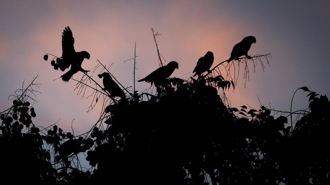 Parrots roost in the trees near Main Street and Magnolia Street on Thursday, Nov. 14, 2024, in El Cajon, California. In 2026, two San Diego men have been sentenced for smuggling vulnerable birds, including parrots, into the United States, with one heading to prison and the other getting hit with thousands in fines. (Meg McLaughlin/The San Diego Union-Tribune/TNS)