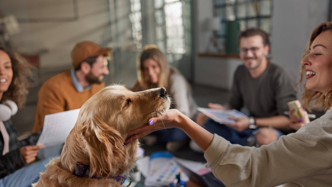 Office Golden Retriever Making the Rounds 'To See If Anyone's Sharing Lunch' Is a True King 