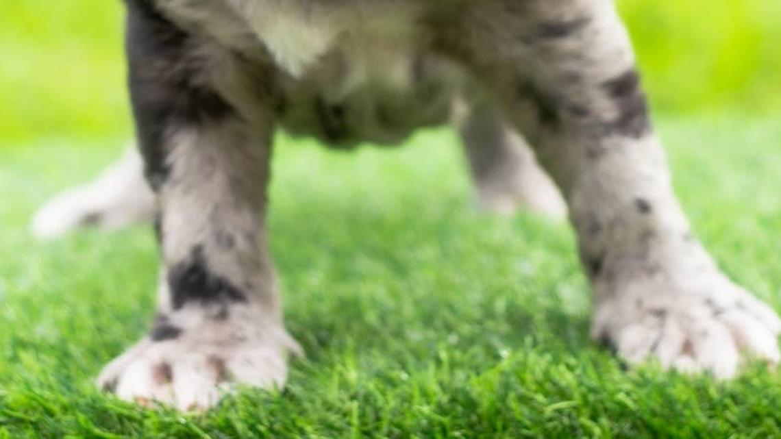 This Black-and-White Mastiff Has Mismatched Eyes and One of the Wildest Coats People Have Ever Seen 