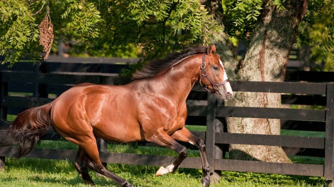 Into Mischief Leads Spendthrift Farm's 2027 Stallion Roster At $250,000 