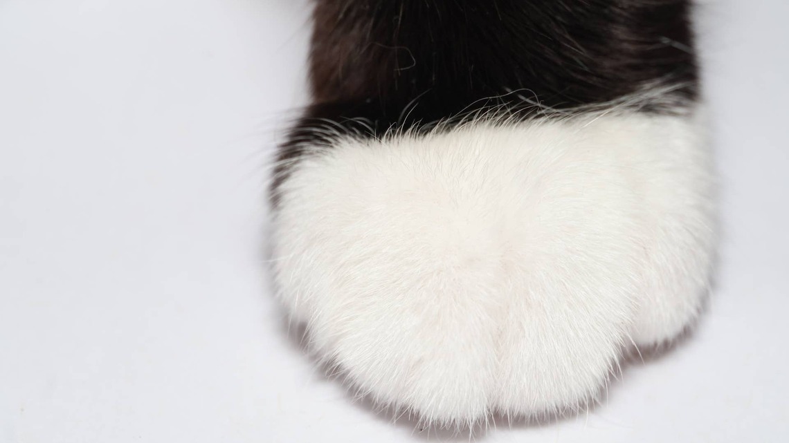 This Persian Kitten Looks Like the Pringles Guy, and His Name Somehow Makes It Even Better 