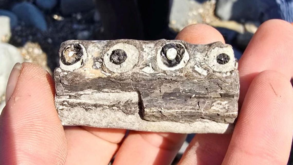 World's oldest crocodile fossil discovered during walk on beach