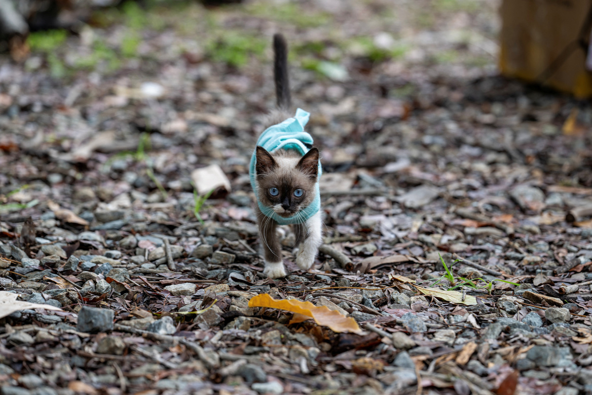 A kitten walks in a park in Caraballeda, La Guaira state, Venezuela, June 30, 2026, in the aftermath of earthquakes.  MIGUEL MEDINA/Pool via REUTERS