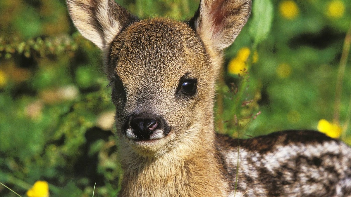 fawn. 