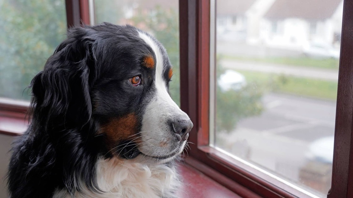 Bernese Mountain Dog Has Notes for Mom at Groomer Pickup