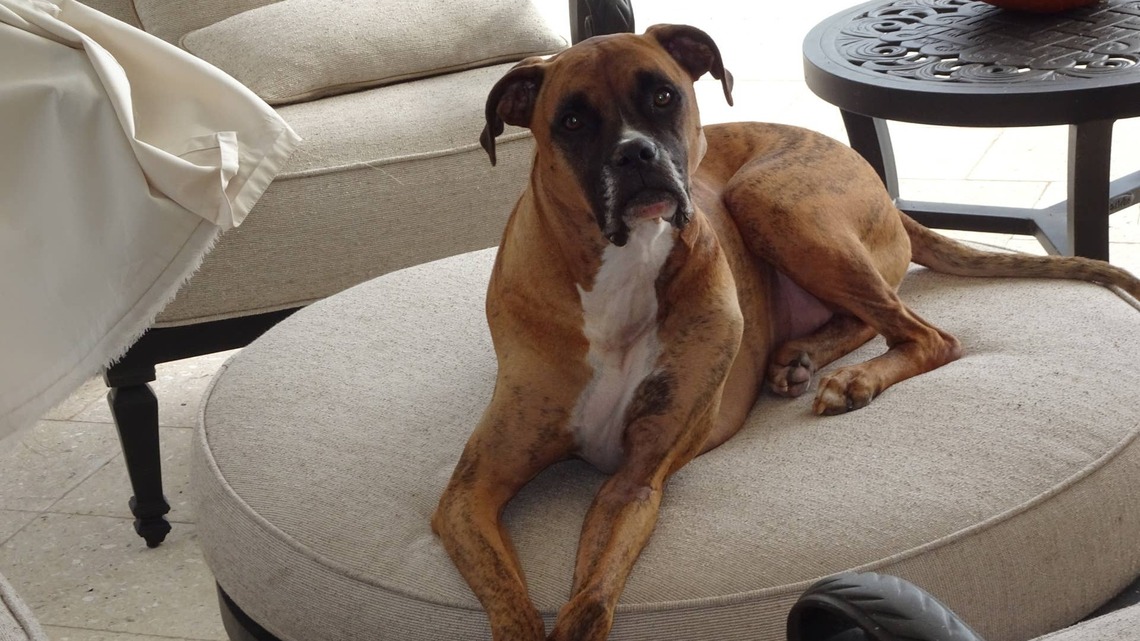 Boxer Gets Completely Spoiled by Grandma While Her Parents Are Away