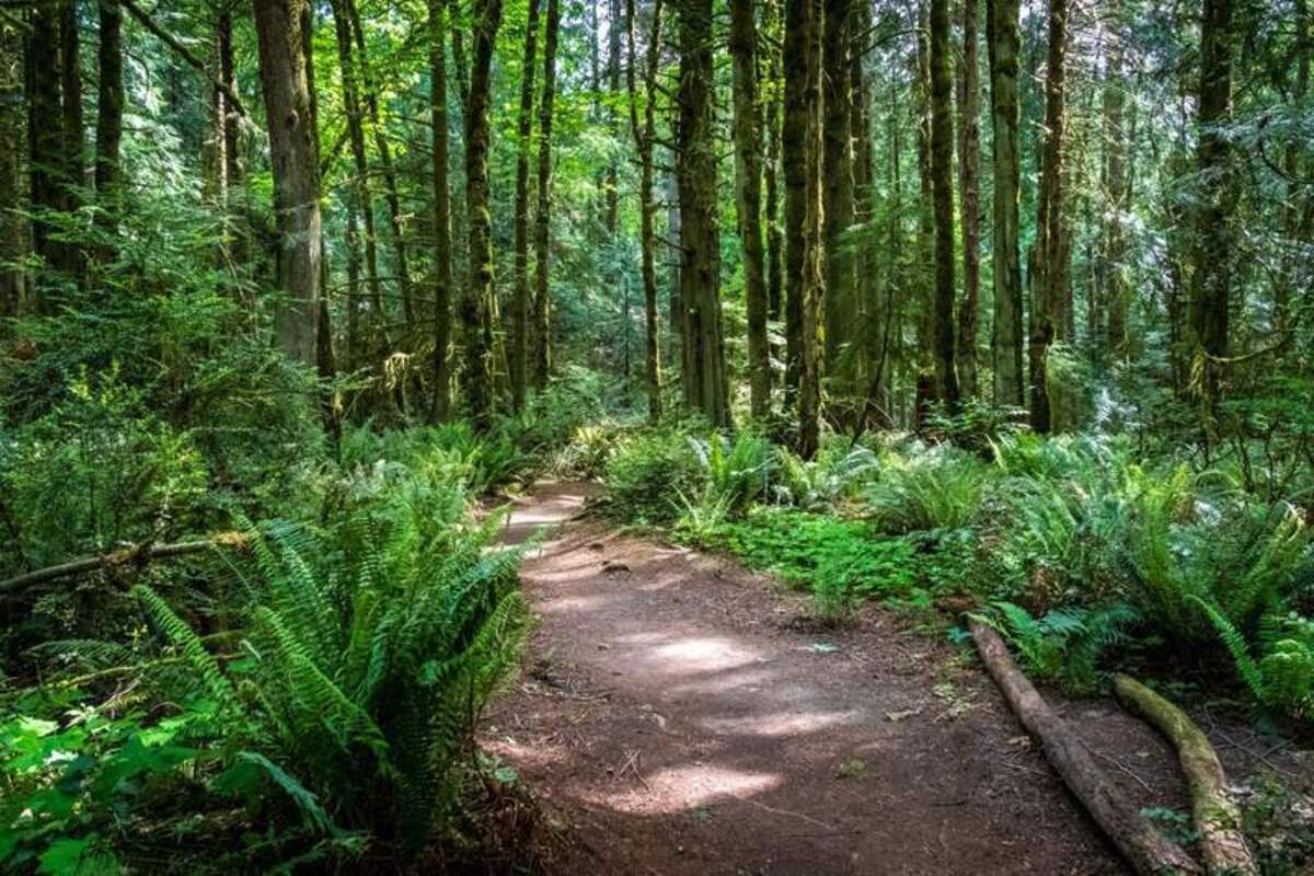  Smooth paths wind deep into towering cedar stands for an easy wilderness walk. Photo credit: June Russell-Chamberlin 