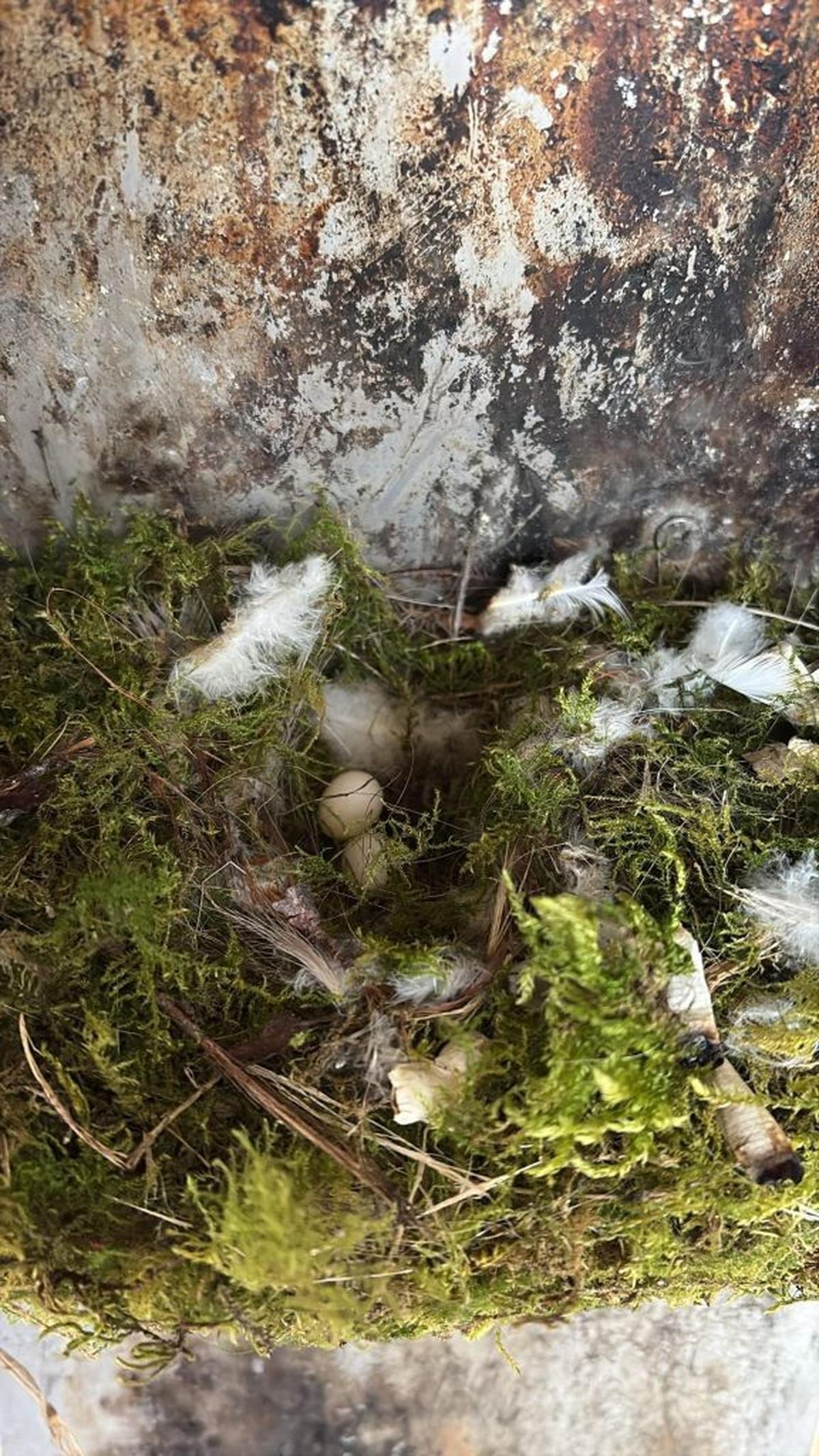  Inside the nest. (Sam Warner via SWNS) 