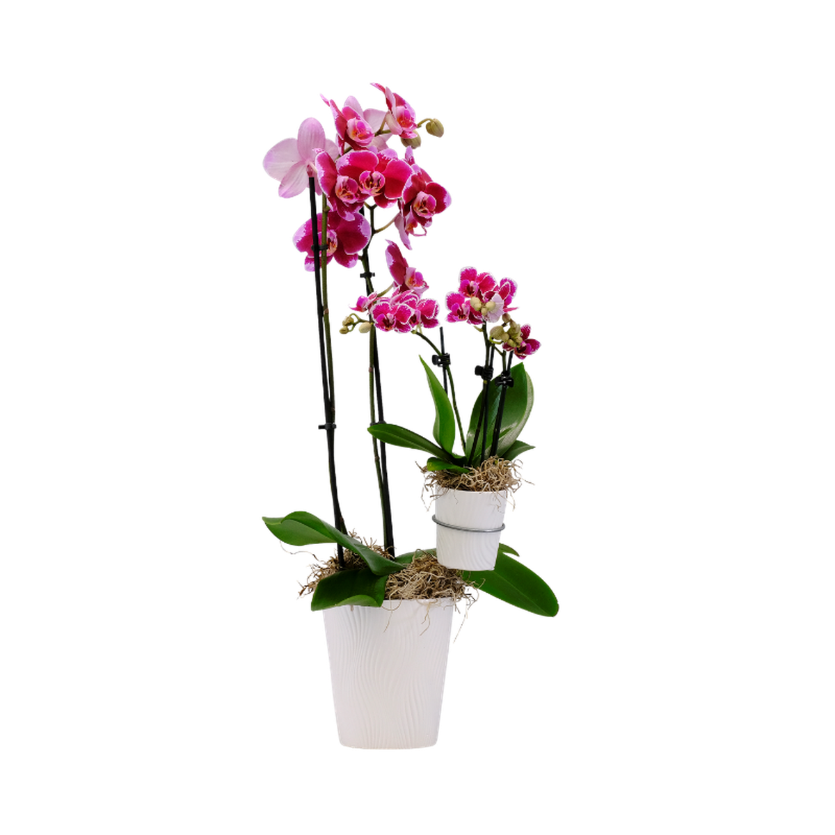  Westerlay Orchids 5" Mother & Child.