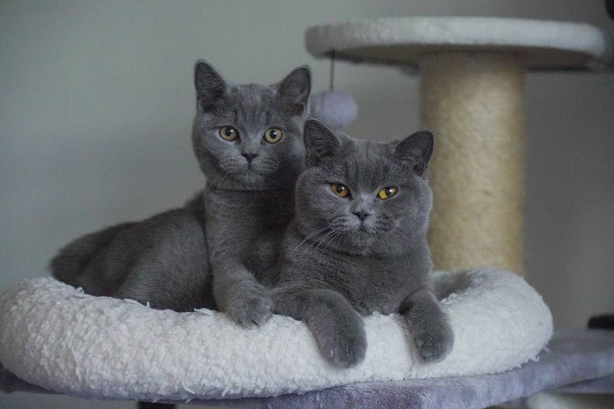  Two adorable teddy-bear-like cats that are some of the most beloved family breeds.