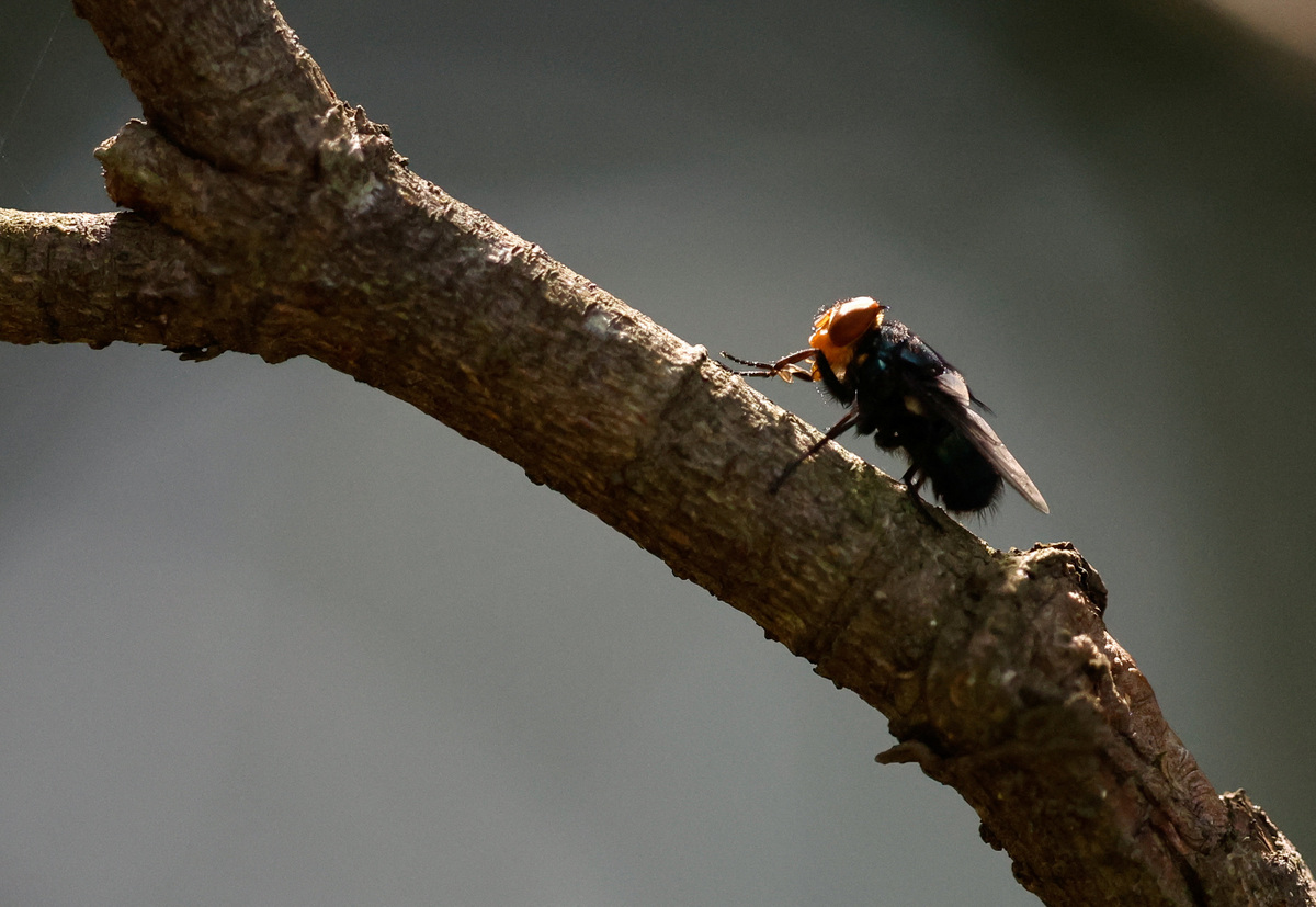 A screwworm fly stands on a branch of a plant at a bio-factory in Metapa de Dominguez, Mexico, October 17, 2025. REUTERS/Daniel Becerril