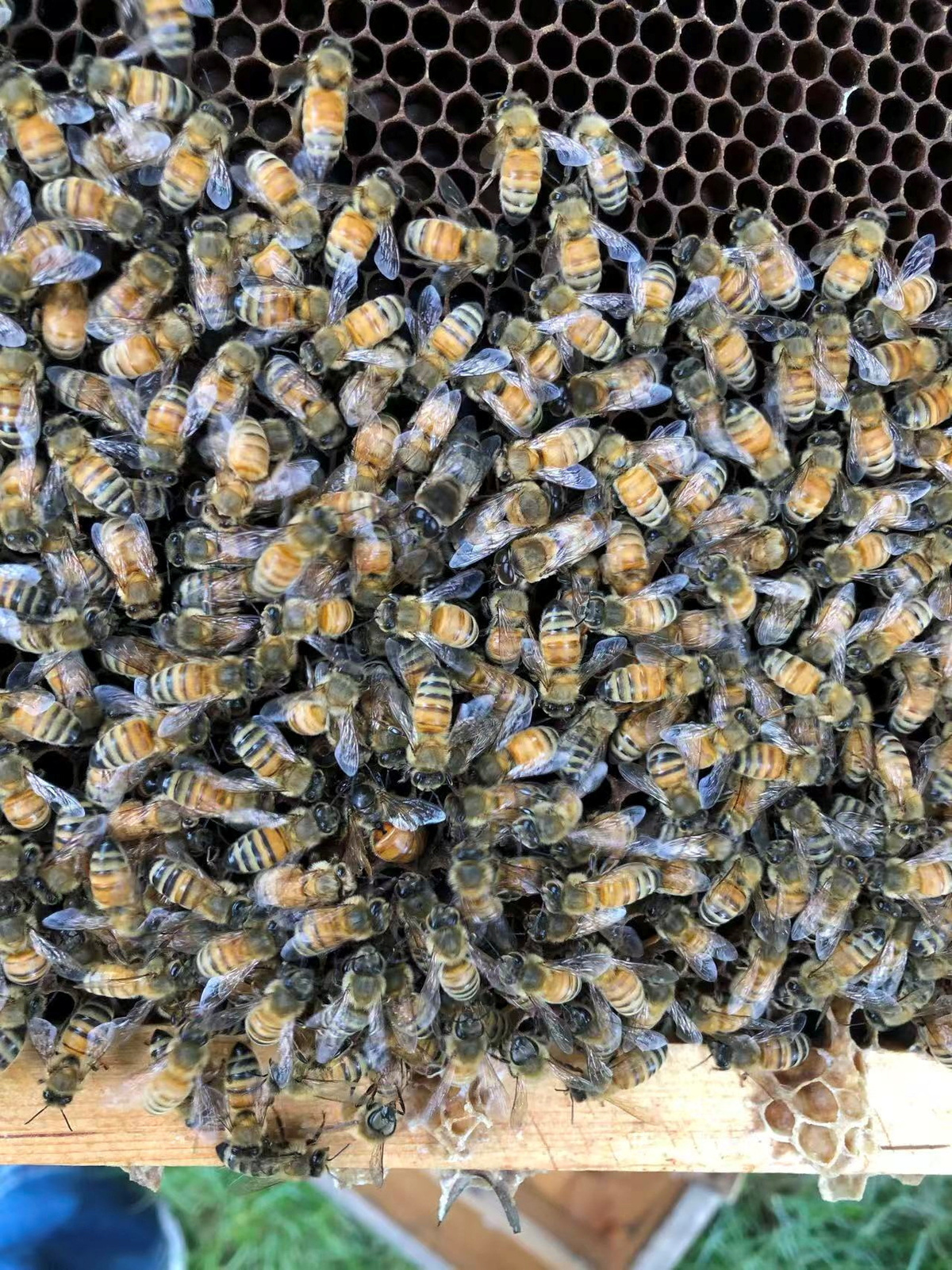 A queen bee hatches an egg as honeybees gather around open honeycomb cells inside a beehive, in this handout picture taken at the National Botanical Garden, in Beijing, China, May 14, 2021, released on June 3, 2026. Kai Wang/Chinese Academy of Agricultural Sciences/Handout via REUTERS