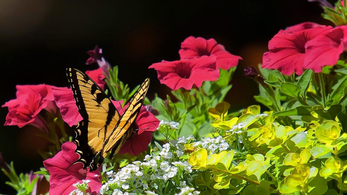 This Eastern Tiger swallowtail has found its Happy Meal on Supertunia Vista Paradise. (Handout/TNS)