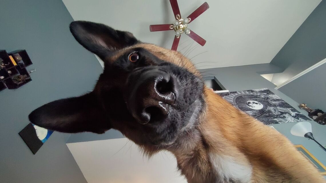 Why Your Dog Investigates Everything-and When It's a Red Flag 