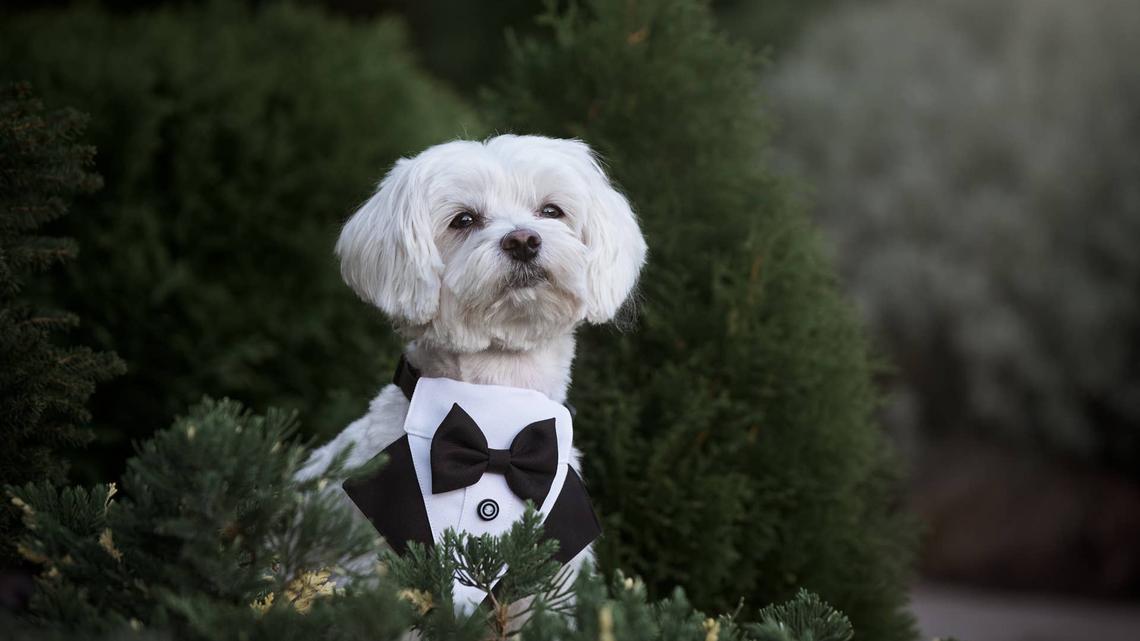 This Tiny Dog Tuxedo Might Steal the Entire Wedding Ceremony 