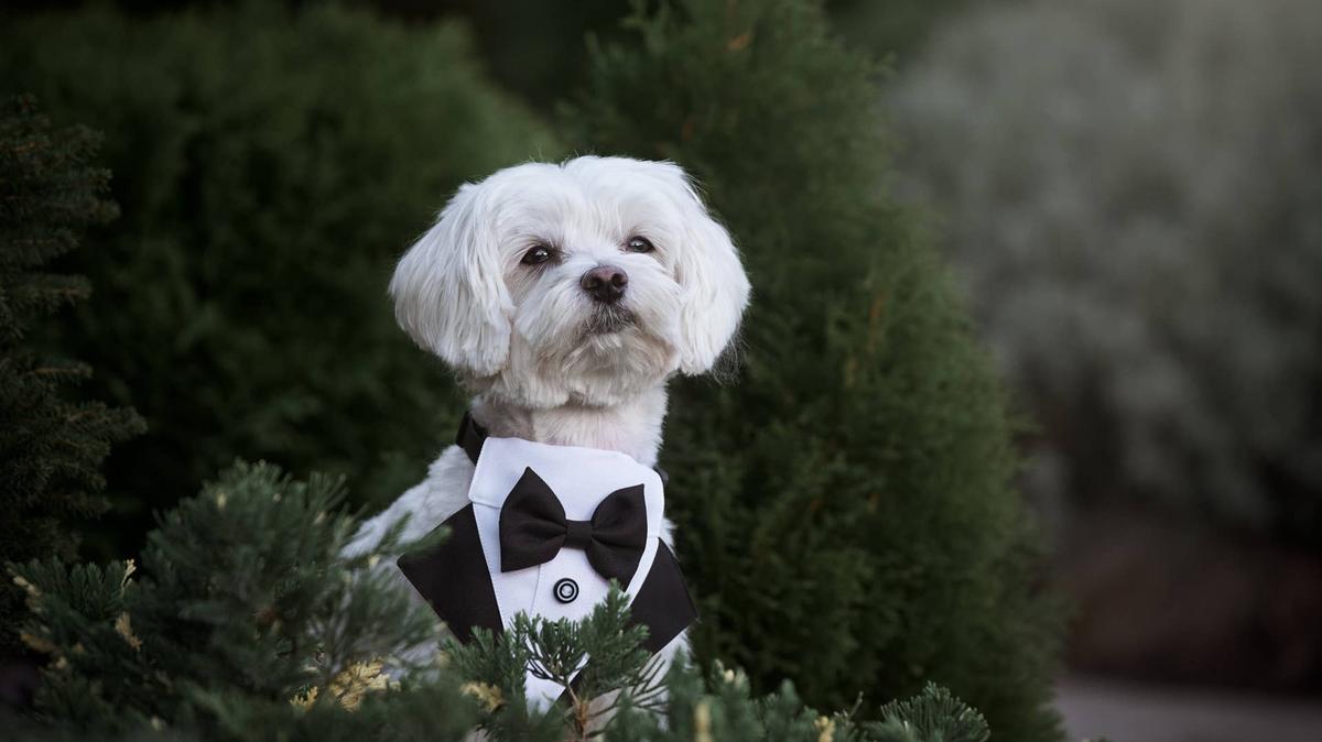 Dog in a tuxedo.