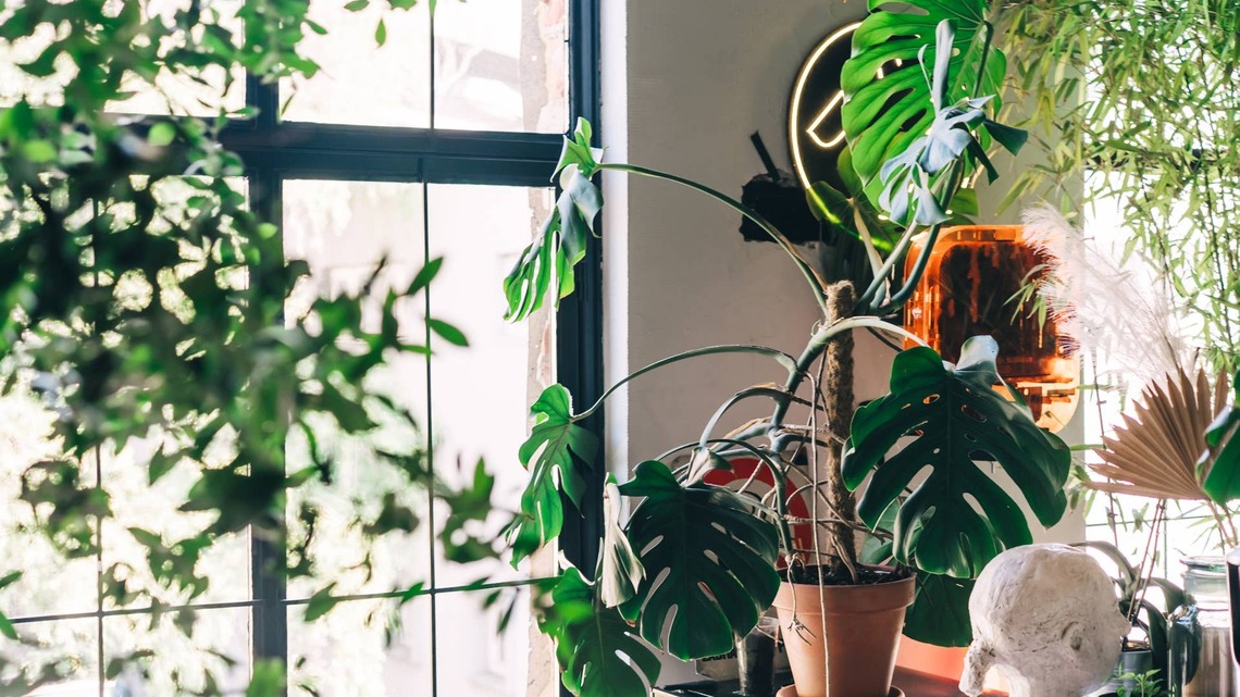 The Only 3 Houseplants That Will Actually Survive Your Windowless Bathroom