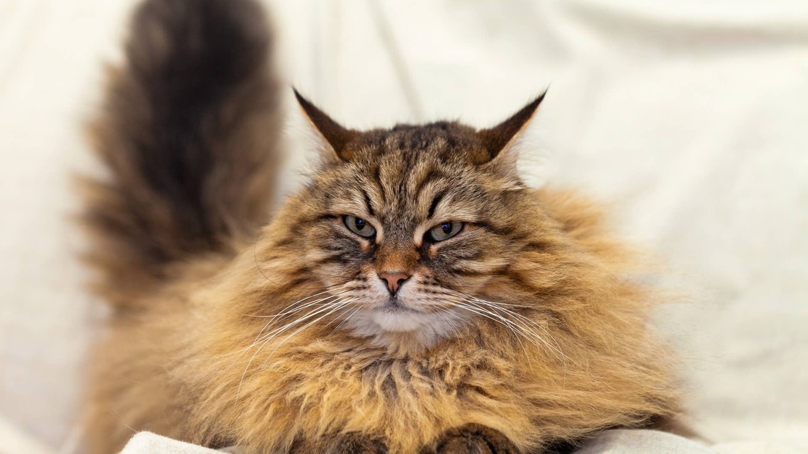 Huge Siberian Cat Naps on His Back and Looks Like an Expensive Throw Rug 