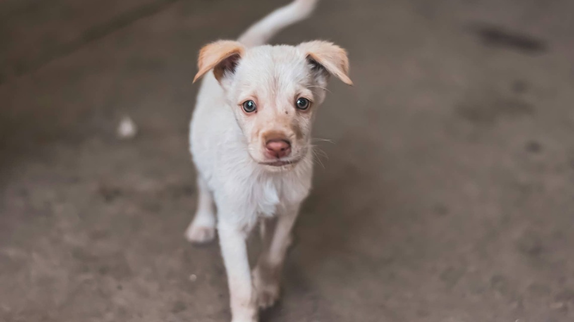 Deaf Shelter Puppy Hides Her Face at Adoption Event After Countless Rejections, and It's Heartbreaking 