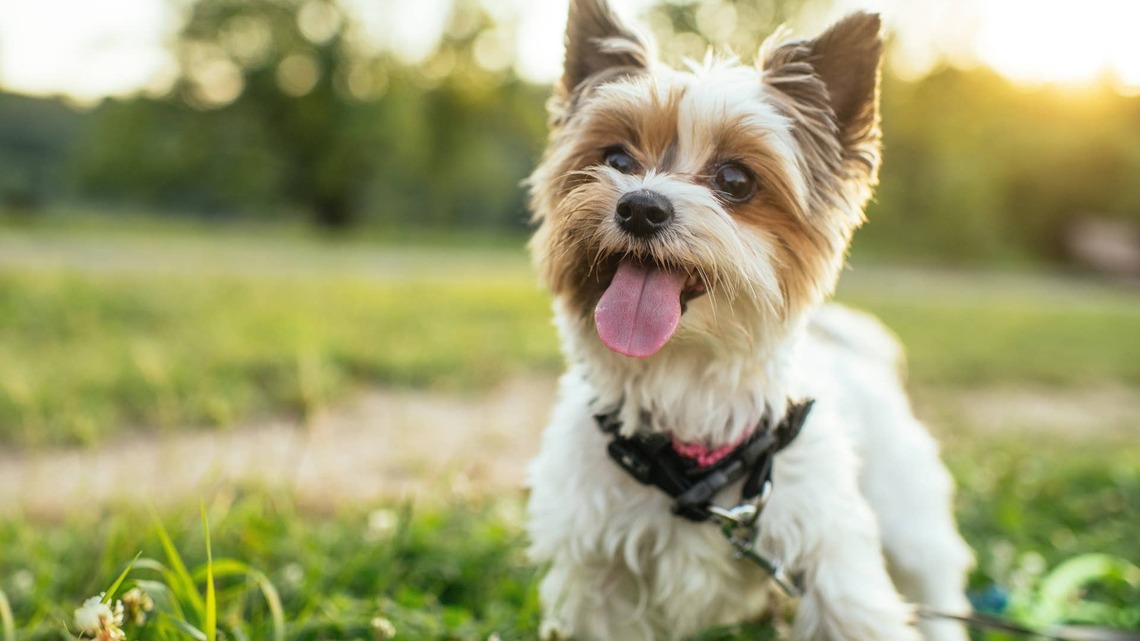 This Hydrating DIY Dog Treat Is Easy to Make and Only Requires 2 Ingredients 