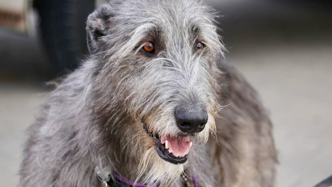 Irish Wolfhound Is Almost as Tall as His Human Dad and It's Jaw-Dropping 