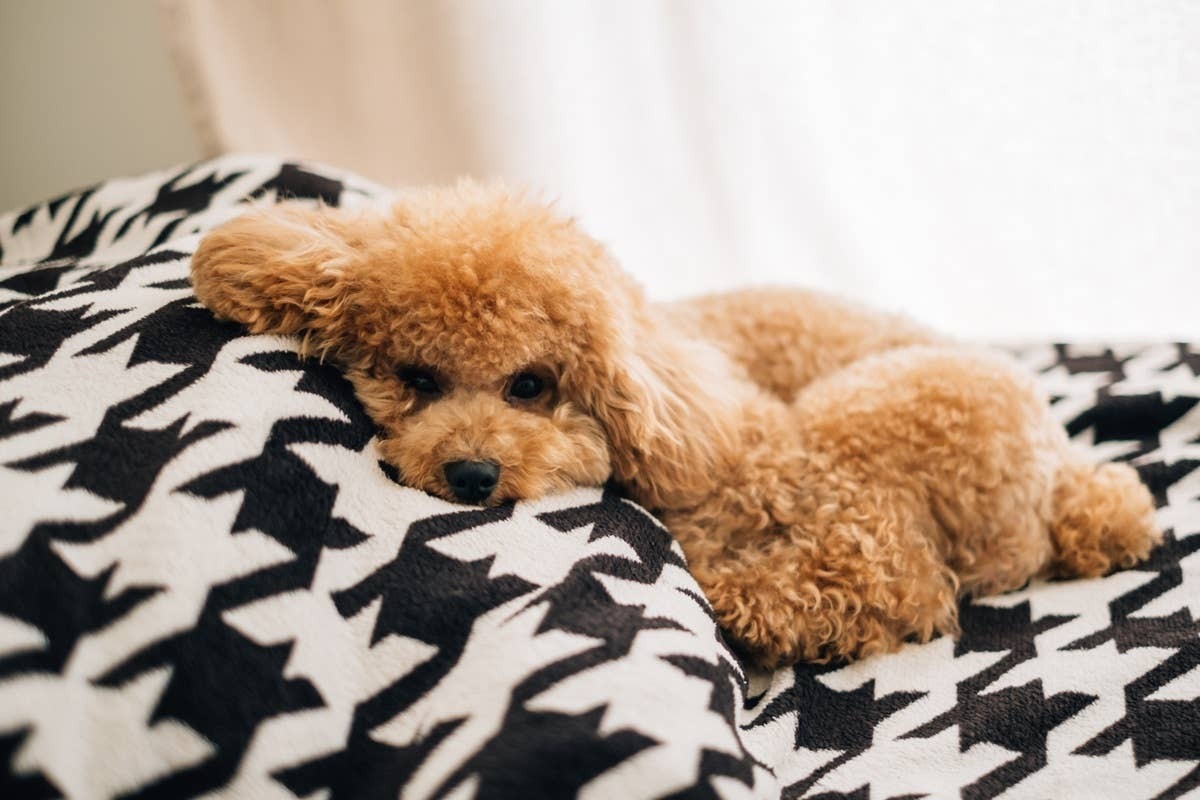  Certain sleep positions can signal your dog feels safe and secure.