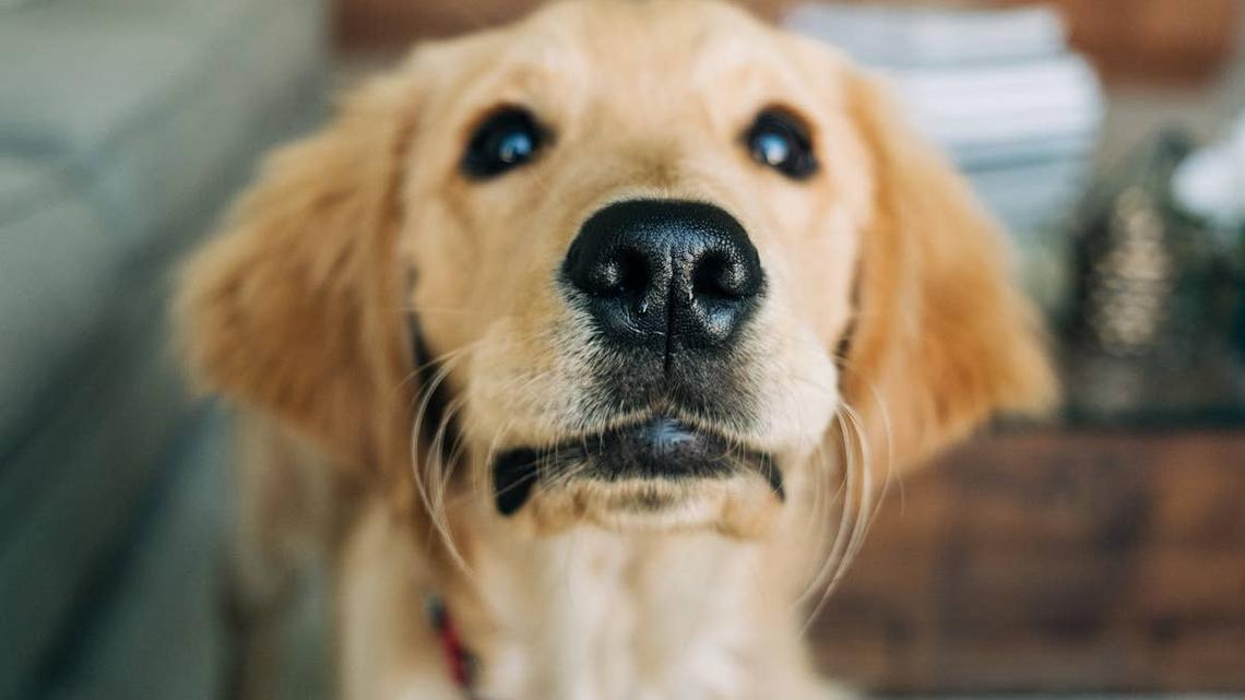 This Stunning 'Cookies-and-Cream' Golden Retriever Is Capturing Hearts With His Unique Markings 