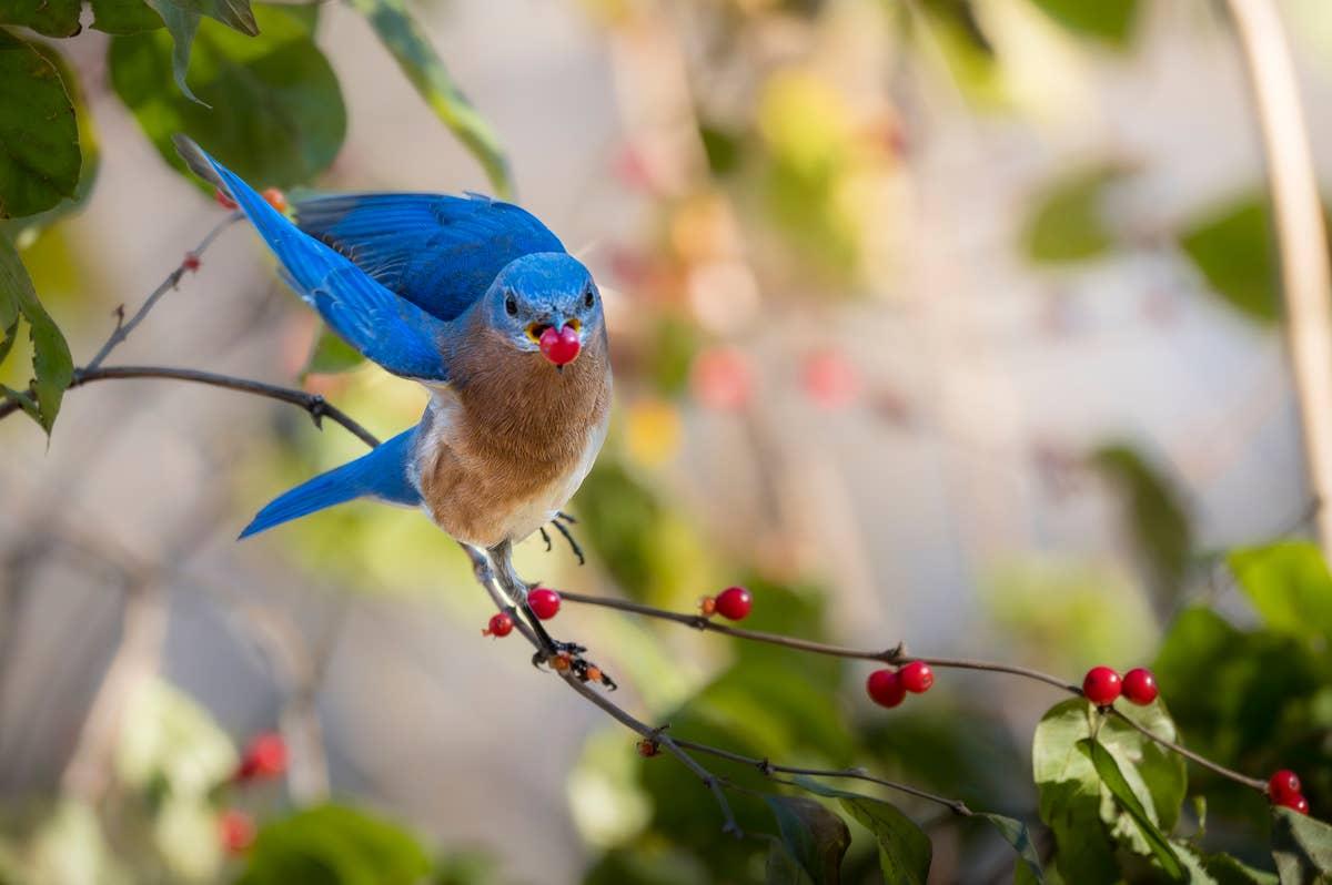 Berry-producing shrubs like elderberry, dogwood, and holly attract feathered visitors.