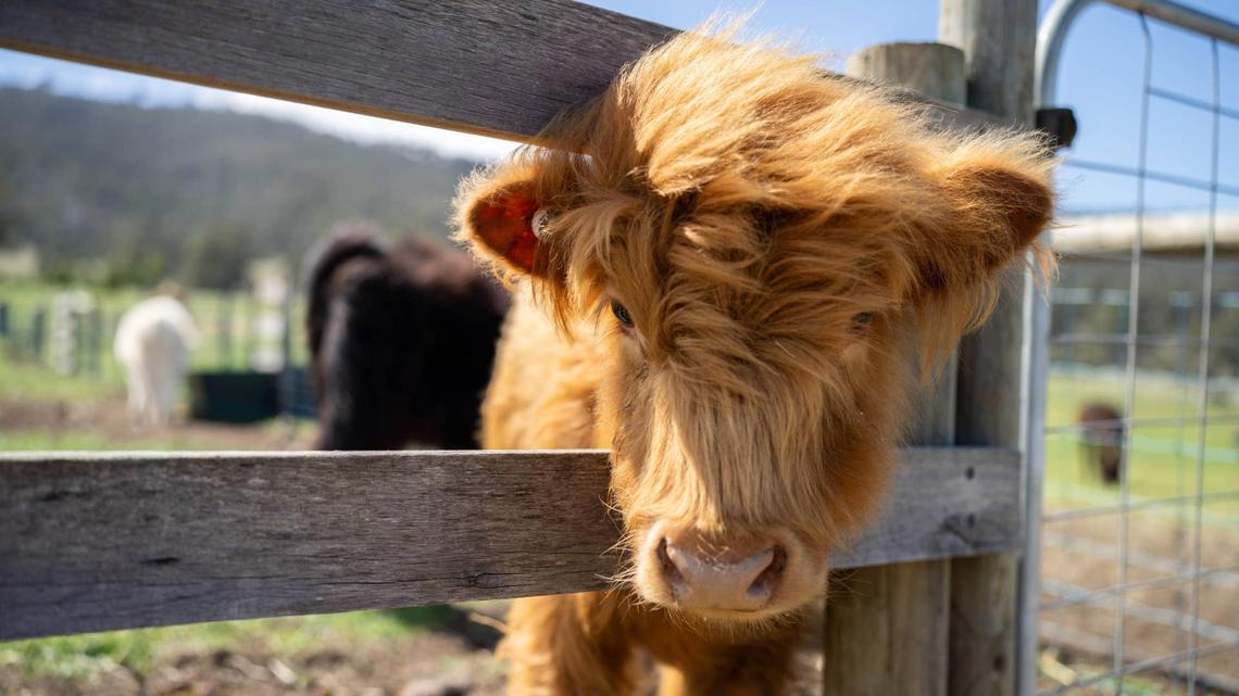 This Mom's Morning Routine Includes Huskies and Cows, and It's Our Dream Life 