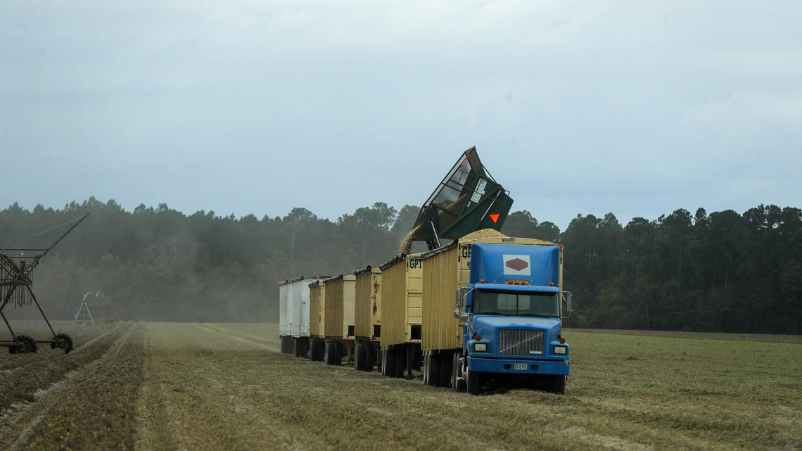 How will Georgia's farmers vote? Peanut commissioner chooses blue