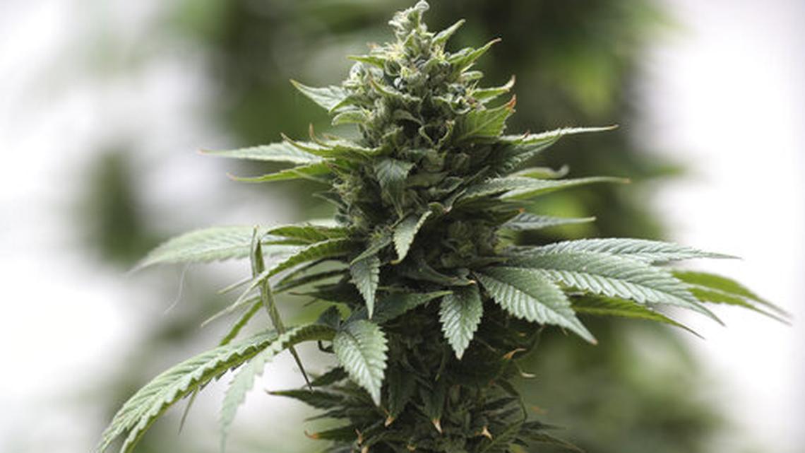 Want marijuana delivered to your door? Yeah, even the trade group says not yet, Washington