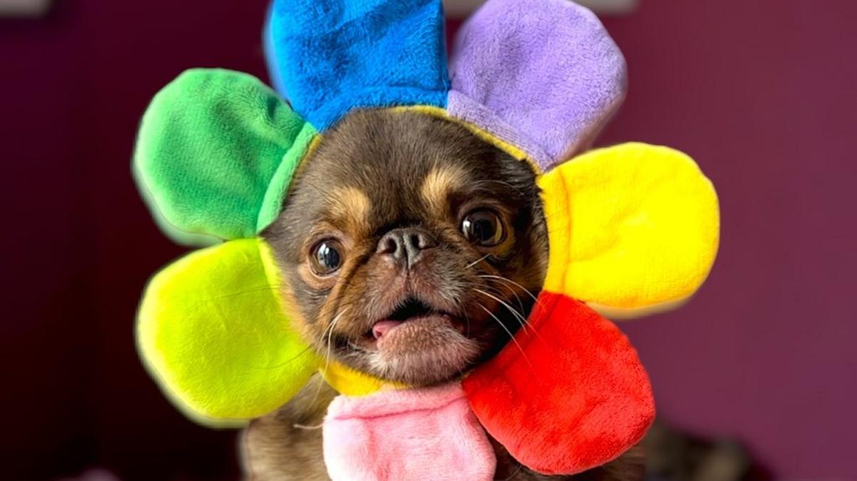 Chilli The Pug is famous on TikTok. (kingchillithepug via SWNS). 
