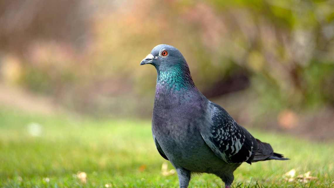 English Pointer Gets Swarmed by Pigeons in the Park, and Viewers Can't Agree Whether He Loves It or Hates It 