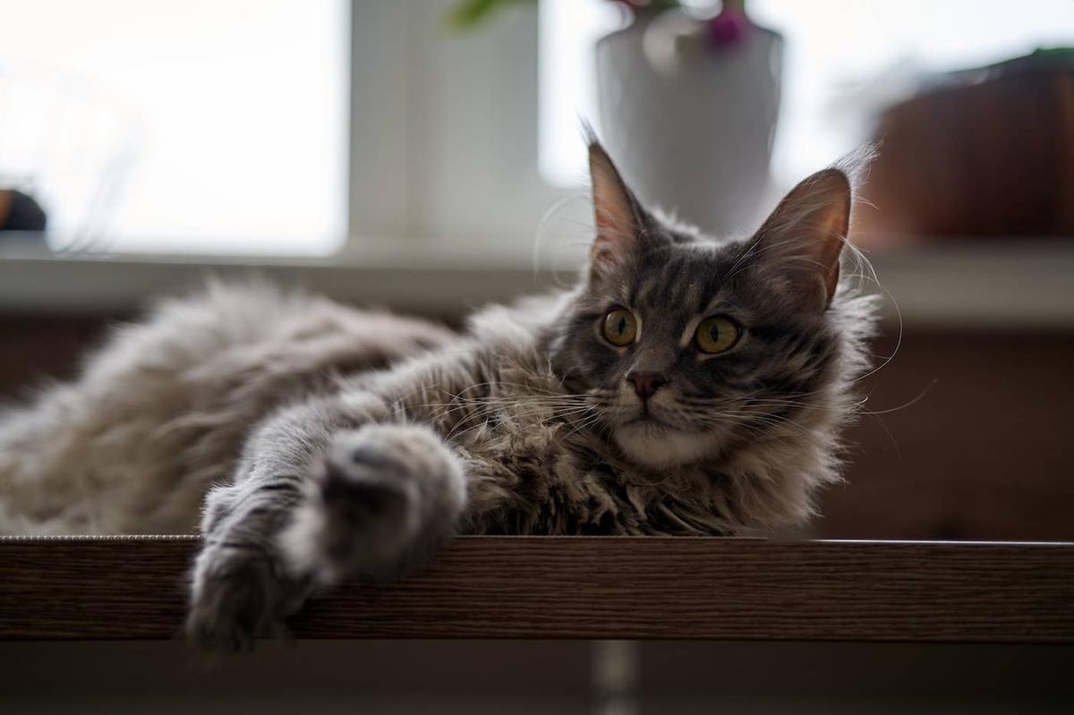  A Maine Coon lying on a table.