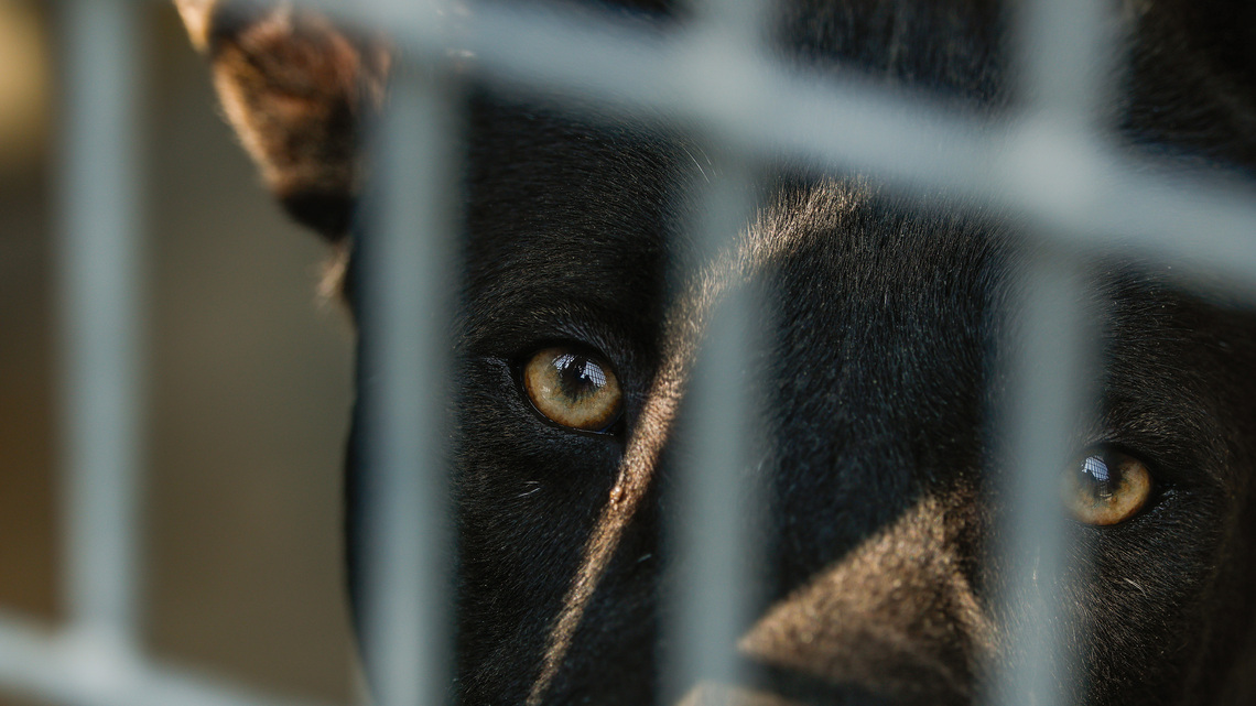 PETA asks for ‘swift’ prosecution after puppies allegedly burned at Monroe animal control