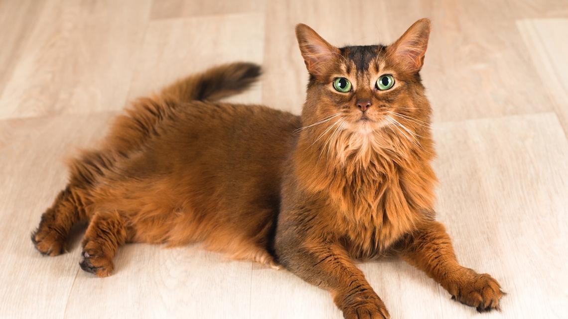 Rare Somali Cat Looks Like He Crawled Out of a Volcano 