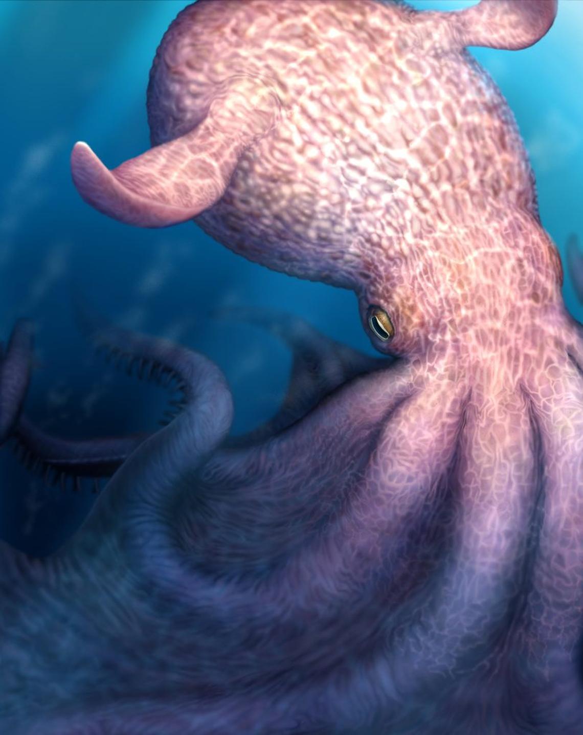  A sketch of the giant "kraken-like" octopus. (Yohei Utsuki: Department of Earth and Planetary Sciences, Hokkaido University via SWNS) 
