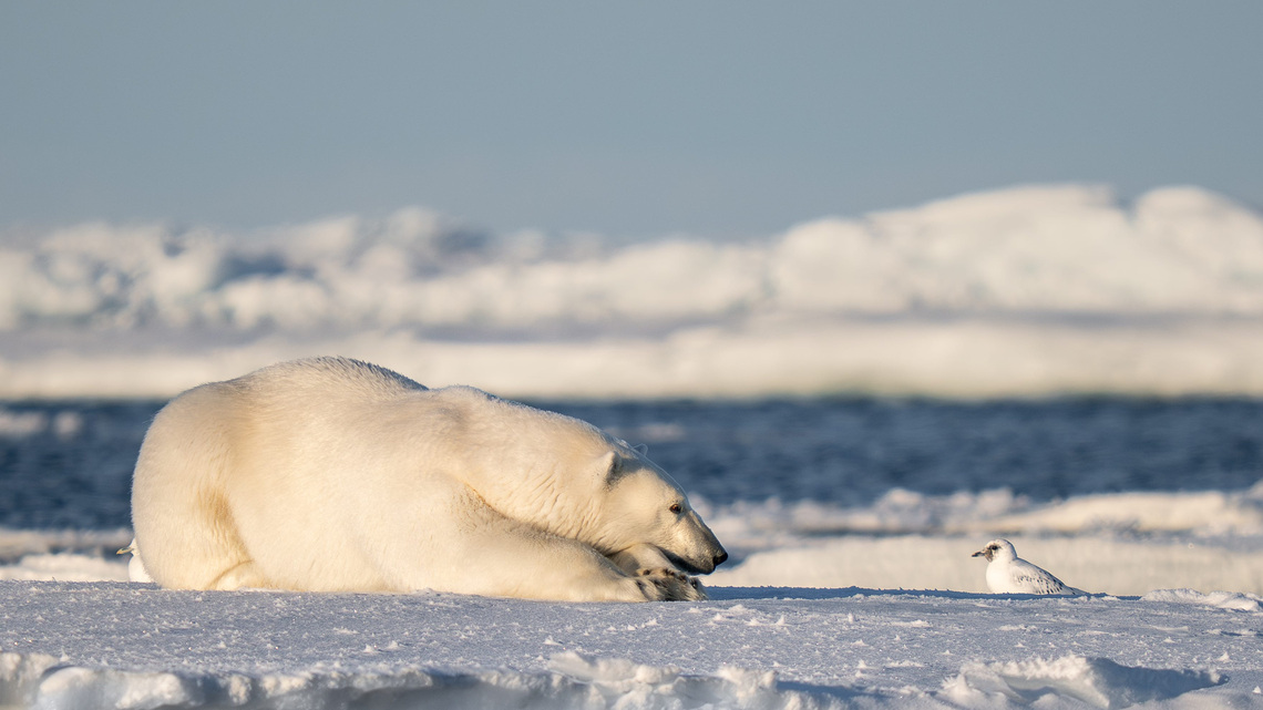 Gangster walruses, exercising bear among funniest wildlife photos of 2026 