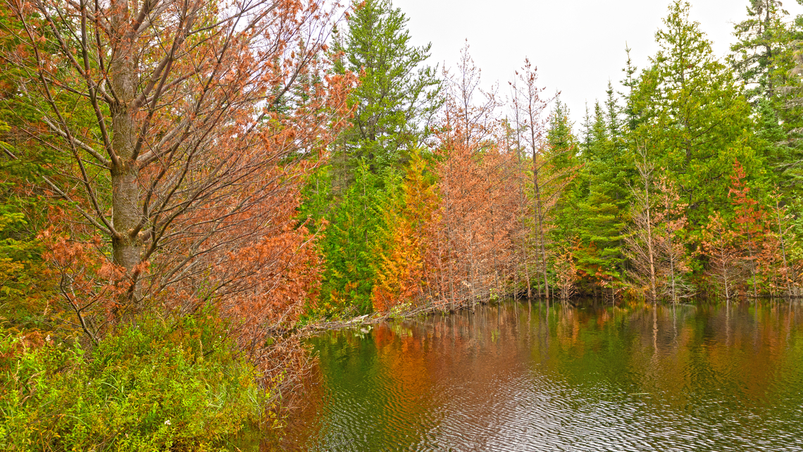 Minnesota may be the best place in the country for fall colors this year