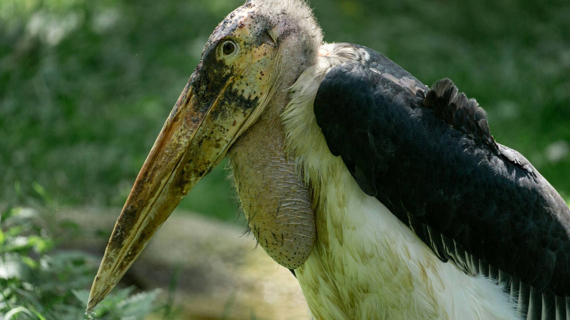 One Man Went Searching for Wisconsin's Weirdest Bird Story-and Actually Found It 