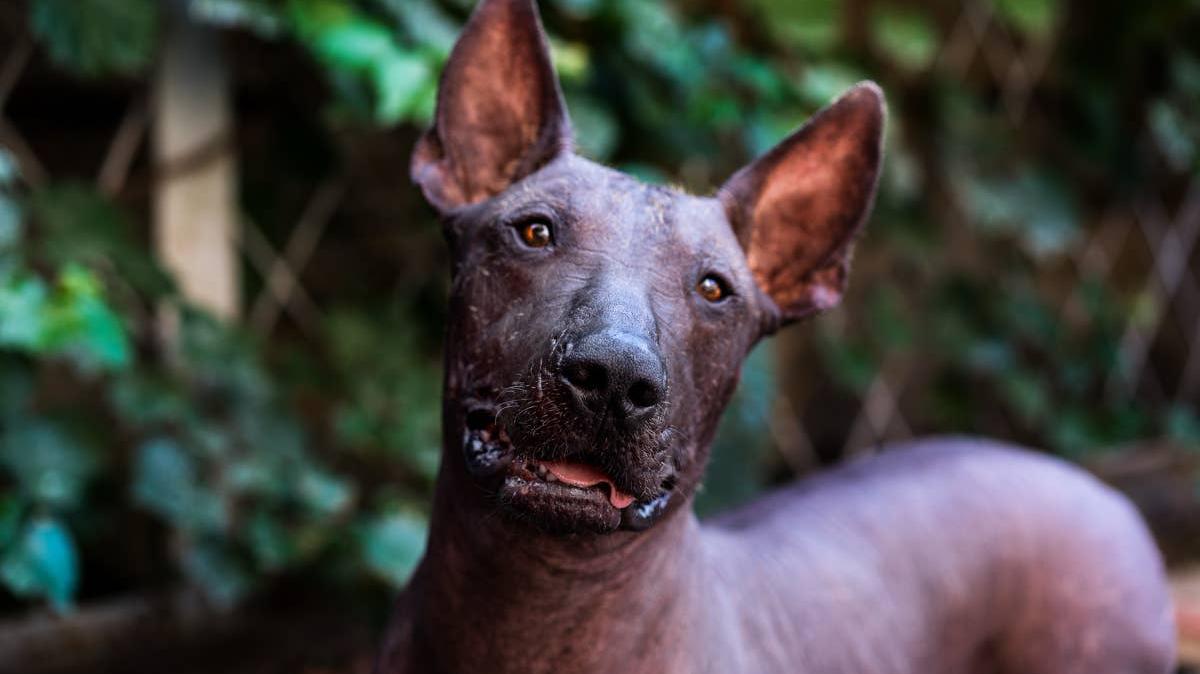 hairless dog.