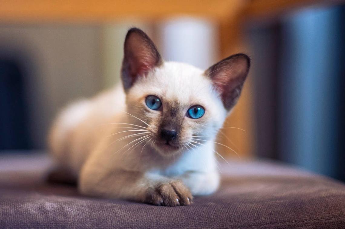  A cute and sassy Siamese cat laying down. 