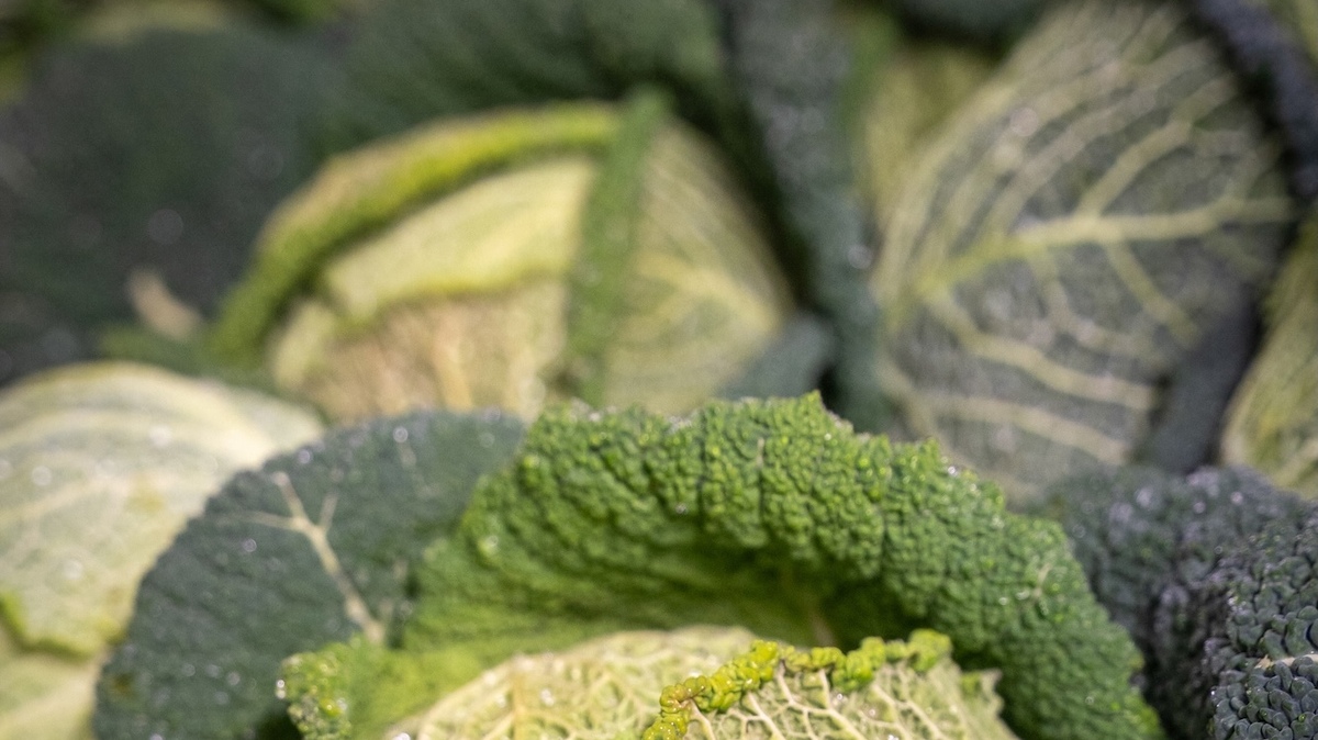 Green curly kale stored during winter at the municipal farm garden in Chaponost, Rhone department, France, on 19 December 2025. (Photo by Antoine Boureau / Hans Lucas via AFP)