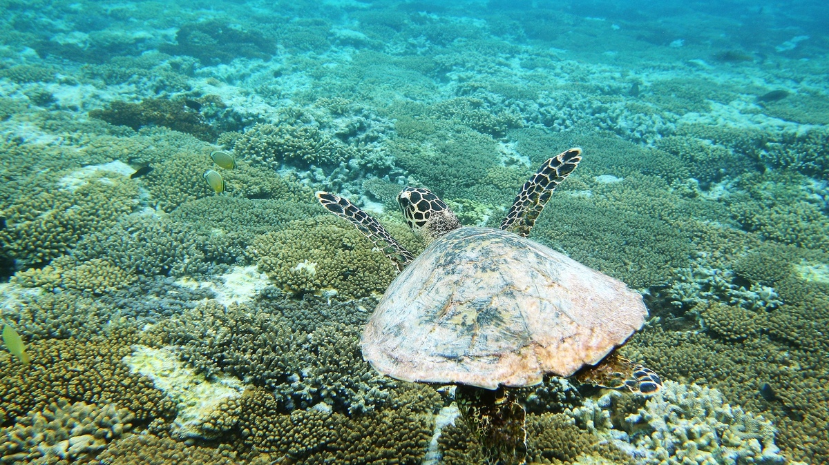 LADY ELLIOT ISLAND, AUSTRALIA - JANUARY 14:  A Hawksbill sea turtle is seen swimming on January 15, 2012 at Lady Elliot Island, Australia. Lady Elliot Island is one of the three island resorts in the Great Barrier Reef Marine Park (GBRMPA) with the highest designated classification of Marine National Park Zone by GBRMPA. The island of approximately 40 hectares lies 46 nautical miles north-east of the Queensland town of Bundaberg and is the southern-most coral cay of the Great Barrier Reef.  (Photo by Mark Kolbe/Getty Images)