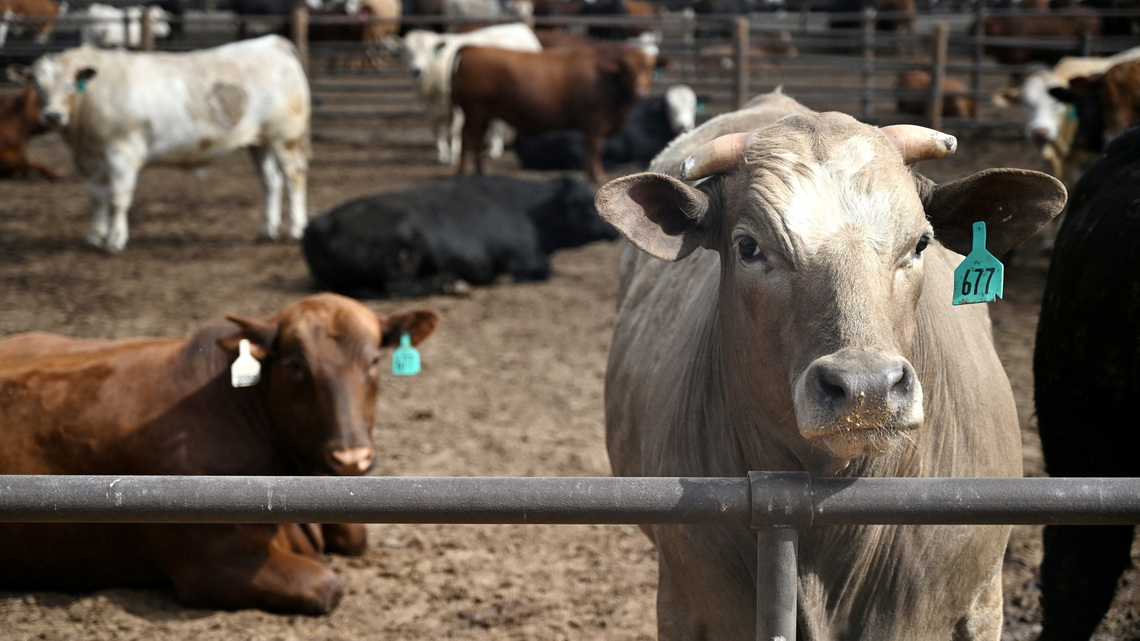 Trump says he will look at beef processing regulations, as farmers fight tariff plan