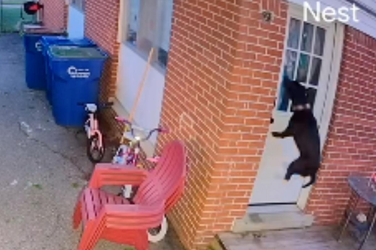  Screenshot from a May 26 TikTok video of a pit bull mix crying and jumping at the home door after the owner forgot to let her back inside. 