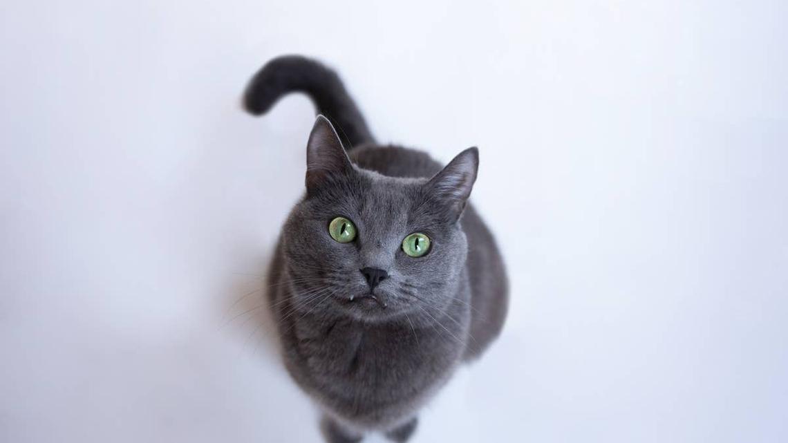 Gray Cat's Wild Wall Zoomies Look Like Cartoon Material 