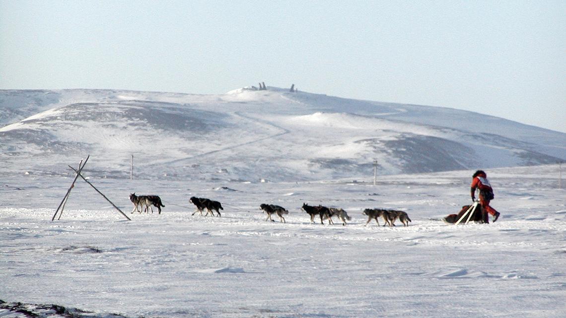 Commentary: A veterinarian's take on the Iditarod 