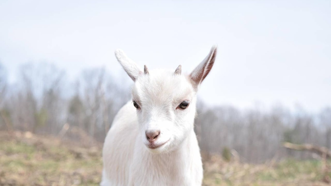 A Cougar Was Attacking This Goat, and Their Human's Actions Are Beyond Heroic 